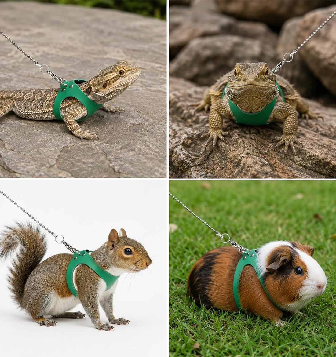 3 Pack Bearded Dragon Leash Set