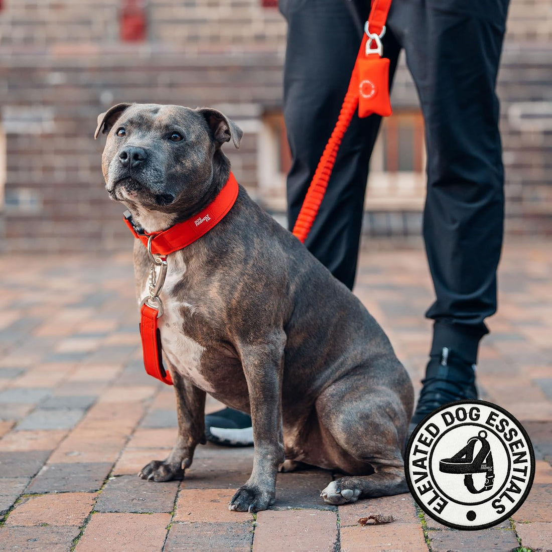 Dog Friendly Co. Bungee Dog Leash, Shock-Resistant