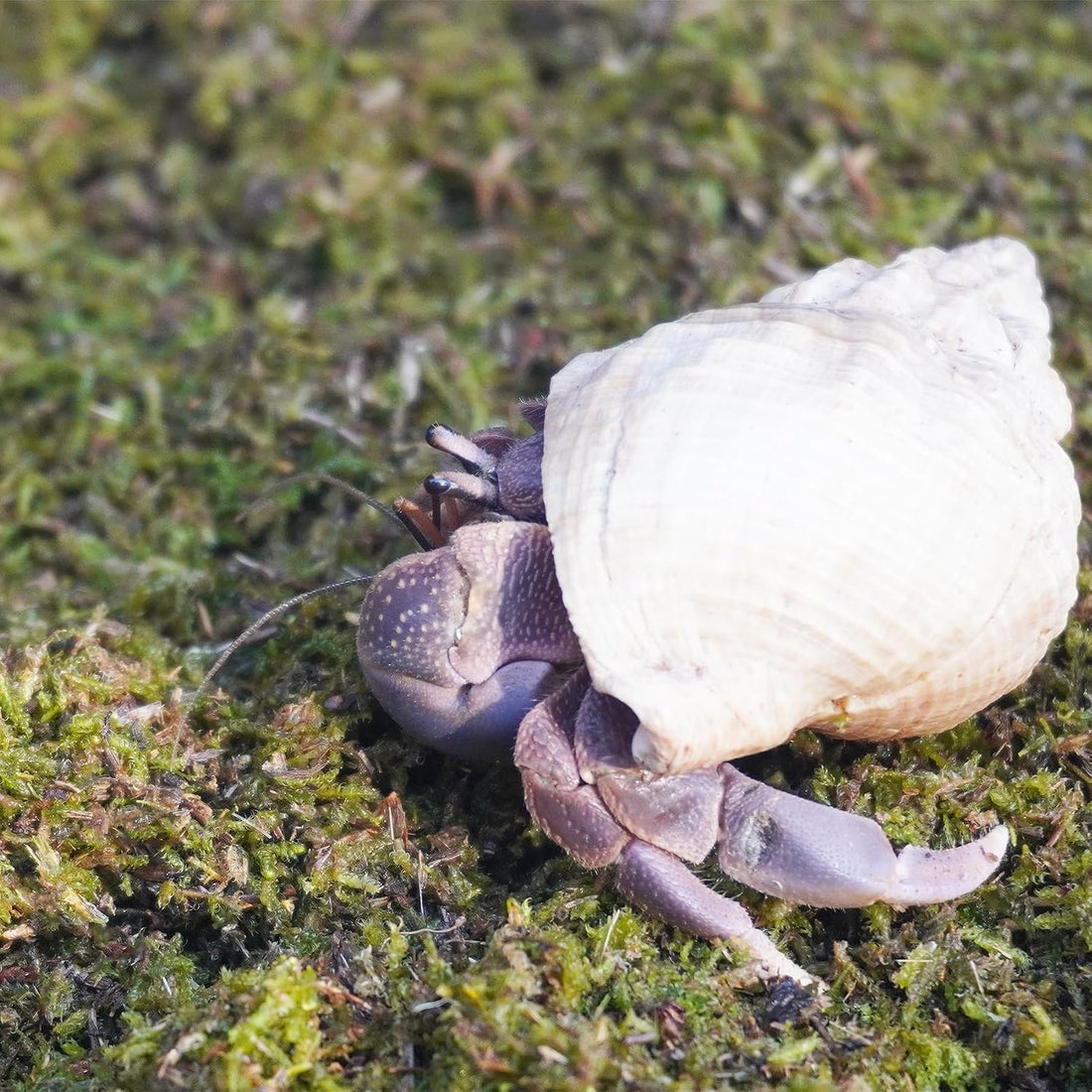 3.5oz Hermit Crabs Substrate