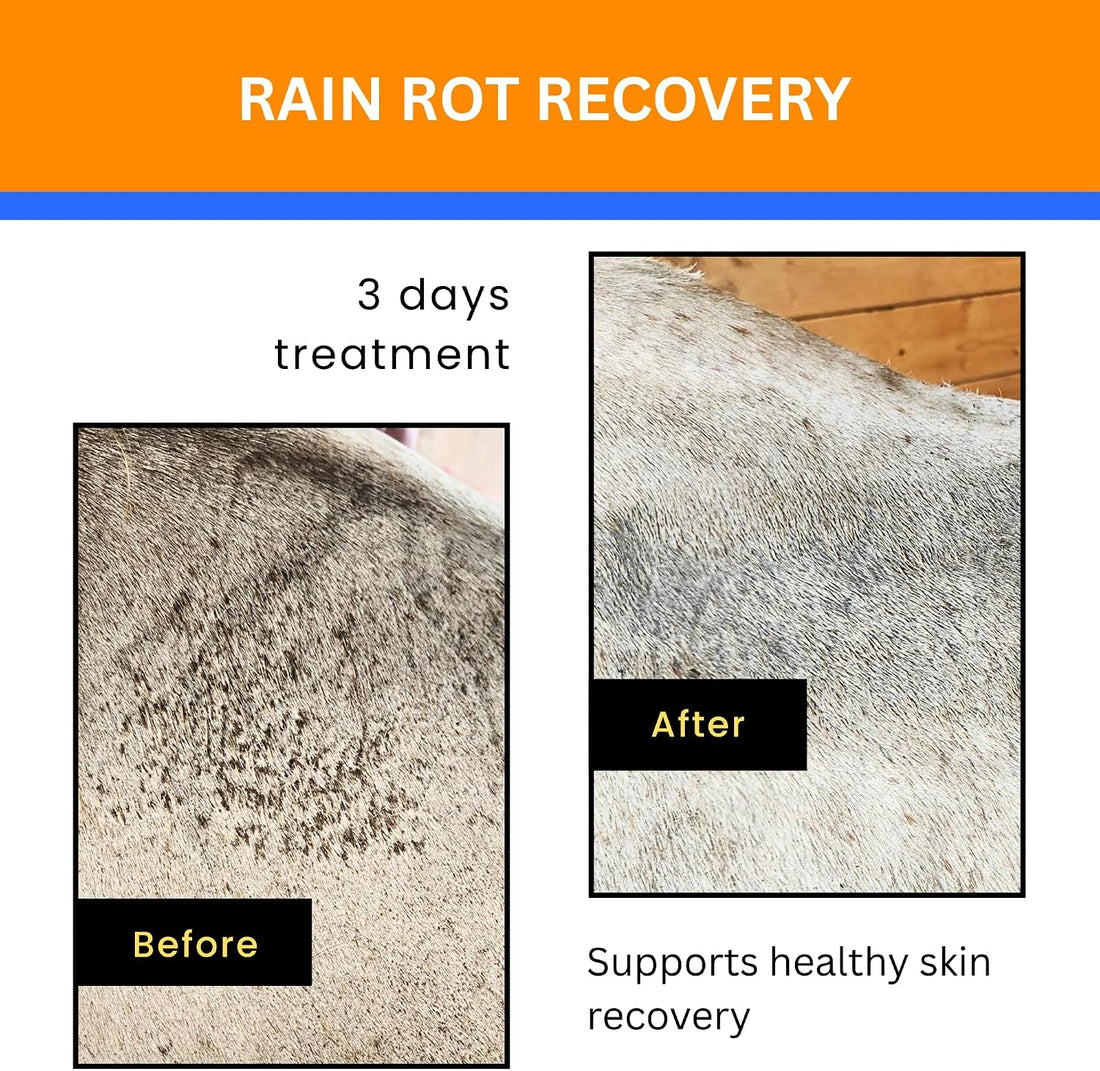 Jazzy’s Cream for Horses | for Rain Rot, Scratches