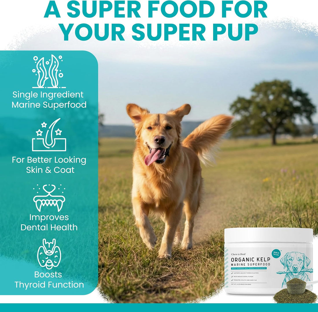 Organic Kelp Powder for Dogs