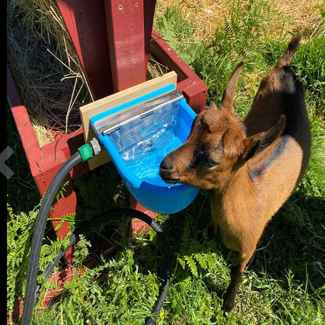 Automatic Water Bowl Livestock Waterer for Horse Cattle Goat Sheep Dog