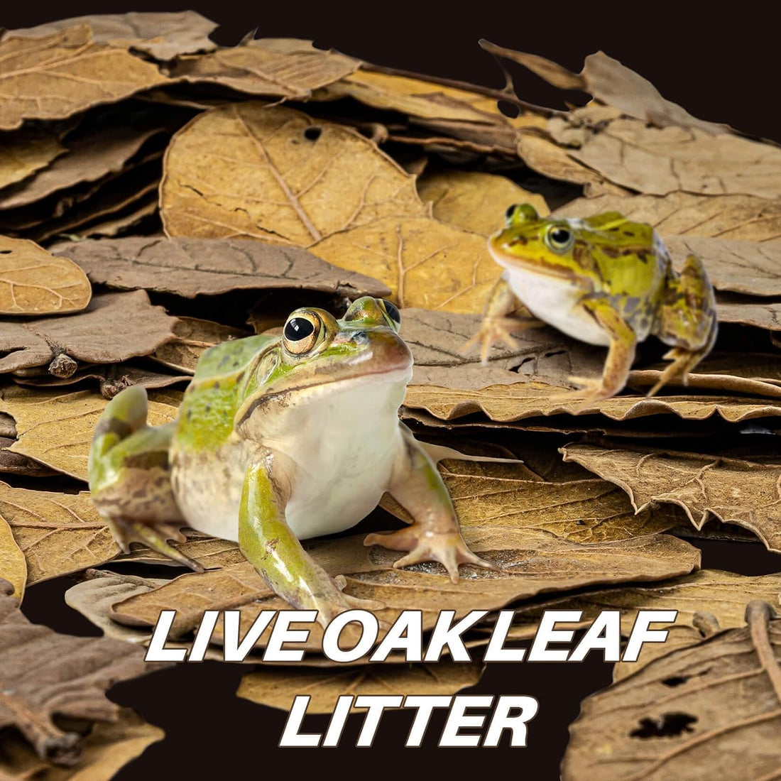 MAQIHAN 5oz Oak Leaf Litter - Dry Substrate for Reptiles Isopod