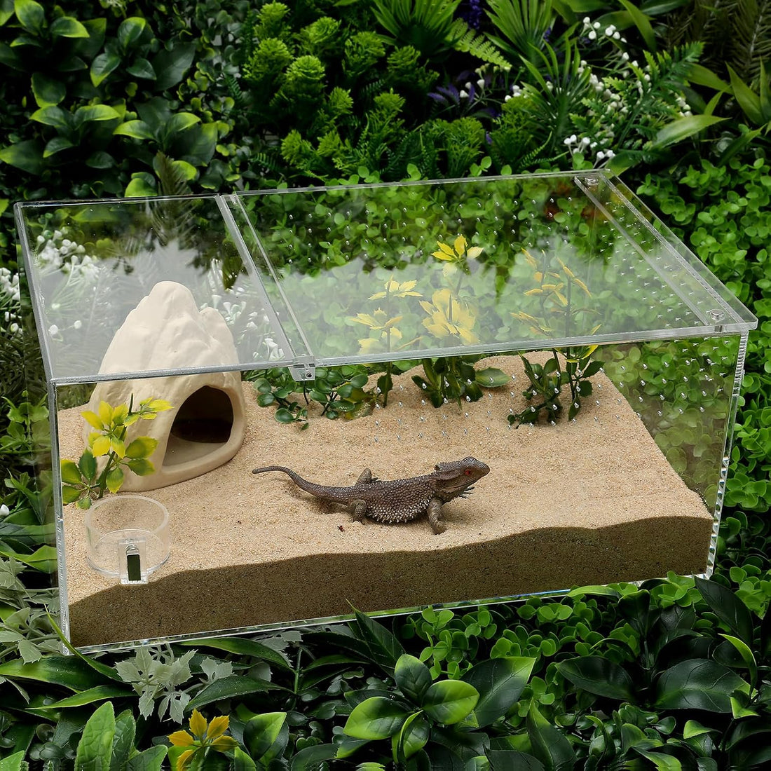 2 Pack Jumping Spider Feeding Dish