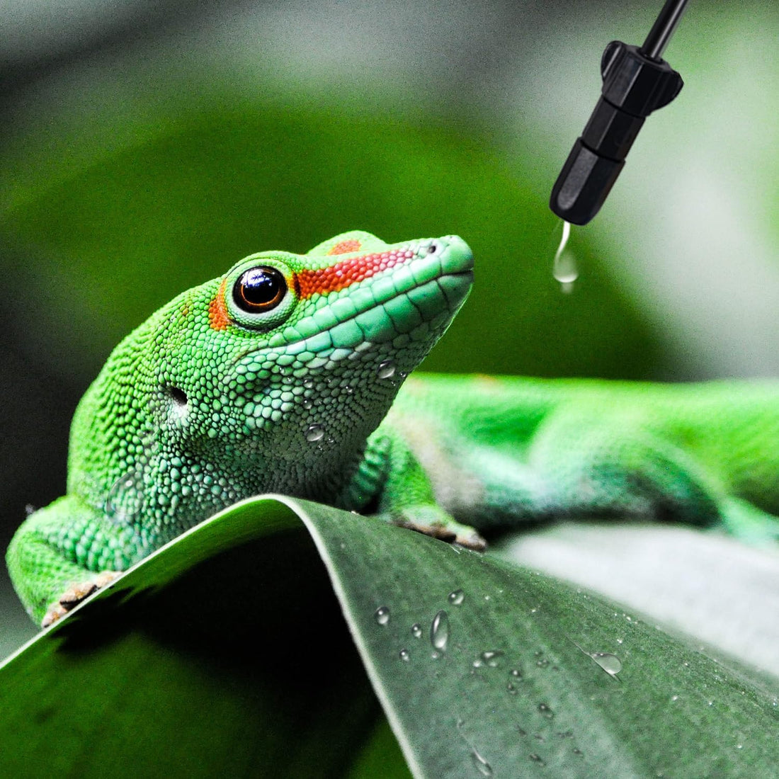 Reptile Misting System with Timer