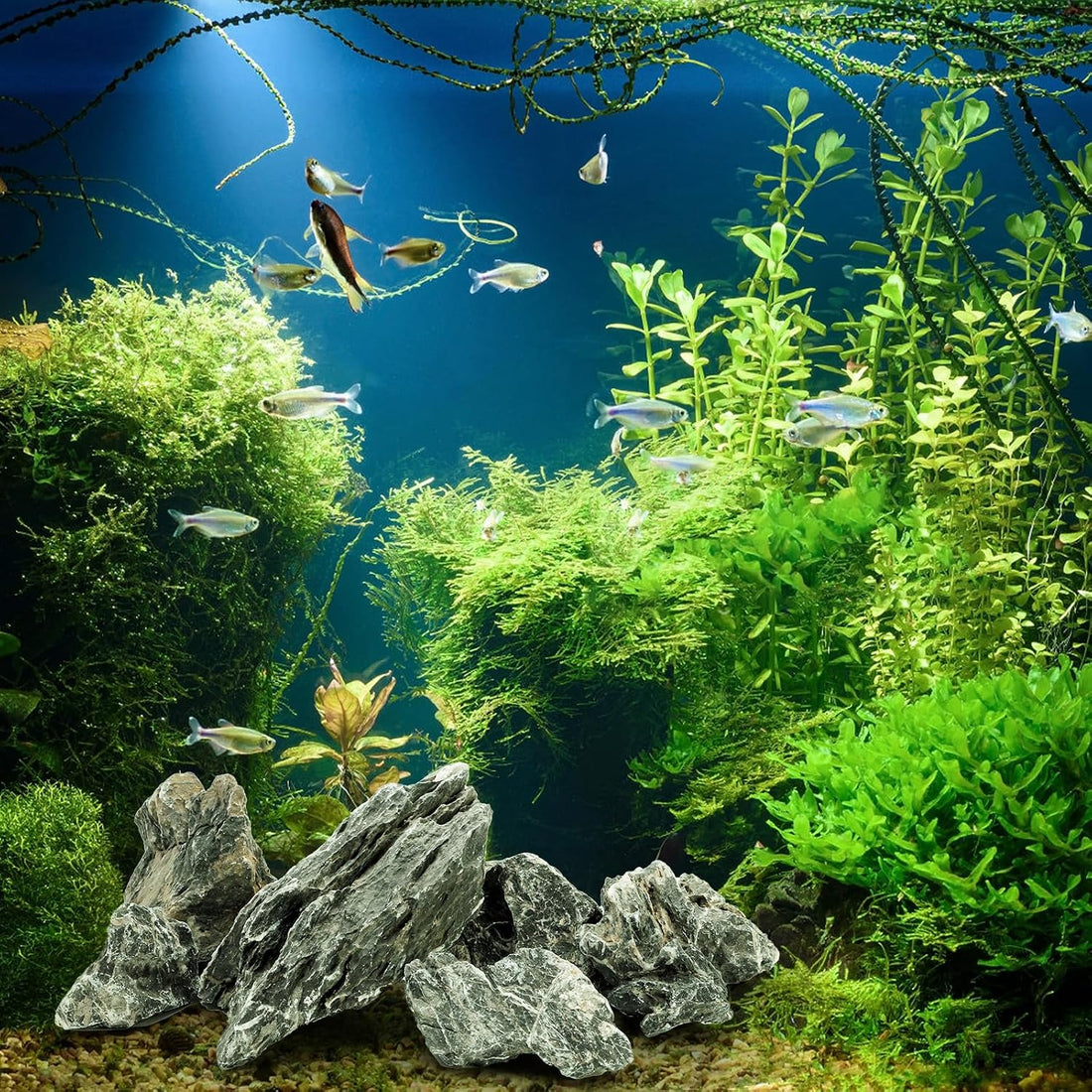 Eorbow 12lb Seiryu Stone, Aquarium Rocks for Terrariums, Paludarium