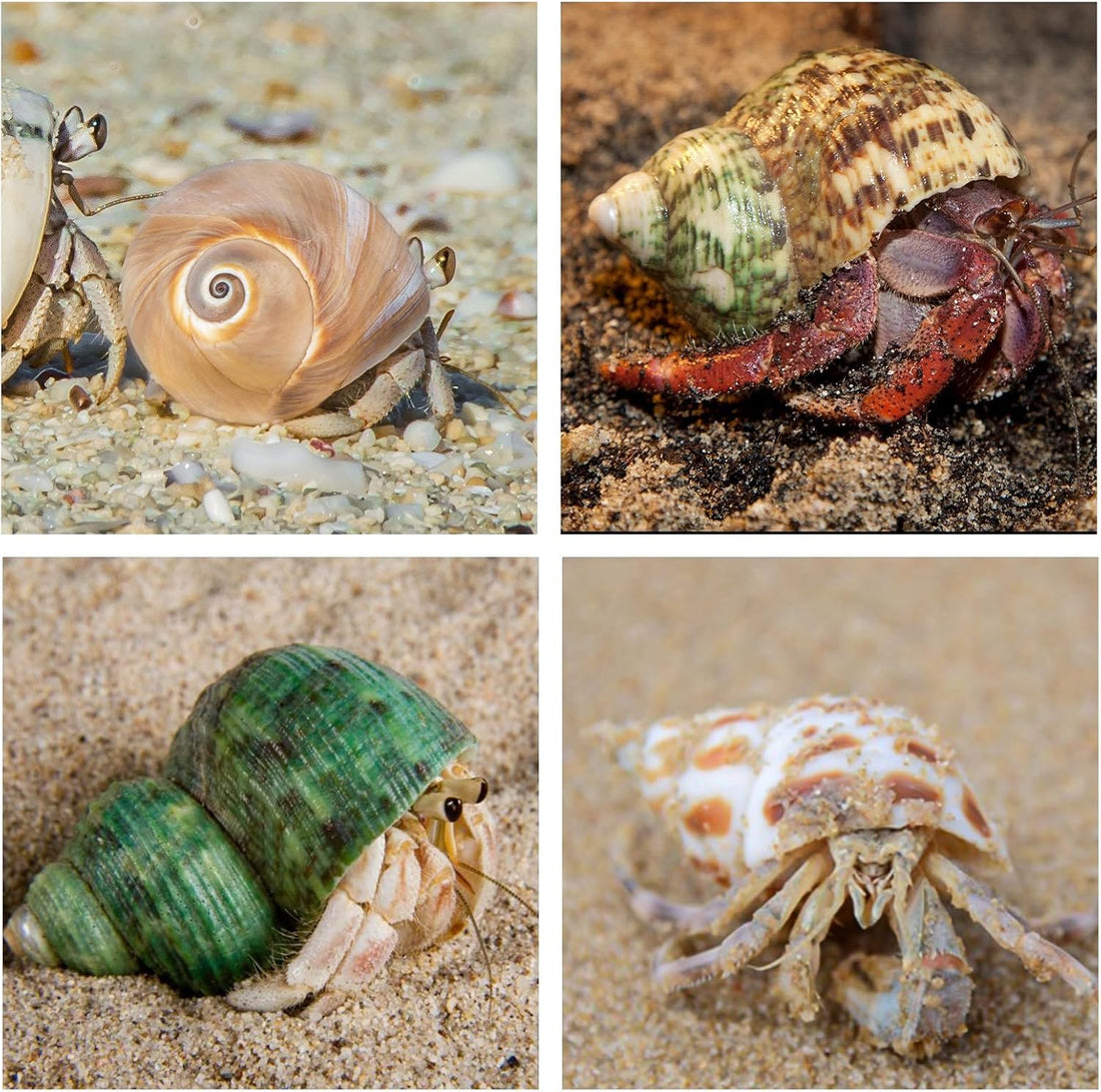 5PCS Hermit Crab Shells | Natural Sea Conch Size 2.1" - 2.8"