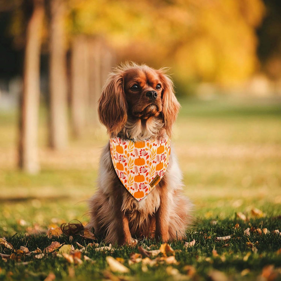 Fall Dog Bandanas - 2 Pack Thanksgiving Dog Bandana with Snap Button