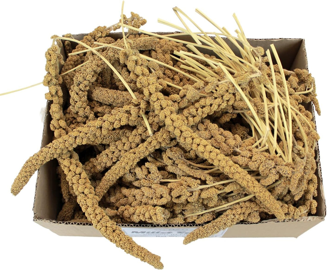 A&E Cage Co AE9054 Premium French Spray Millet for Birds