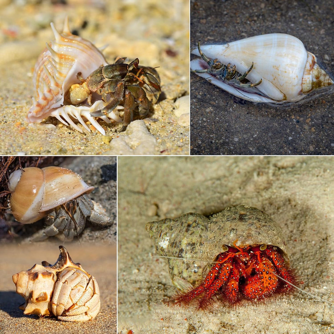 SINKOO 6PCS Hermit Crab Shells Medium to Large