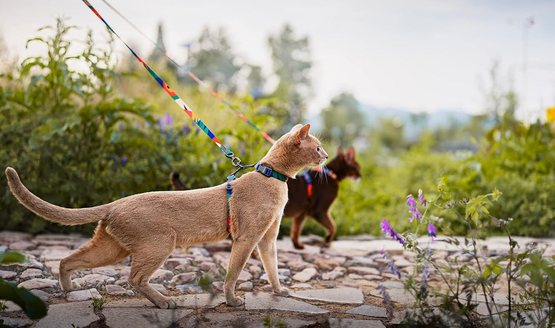 pidan Cat Harness and Leash Set, Cats Escape Proof