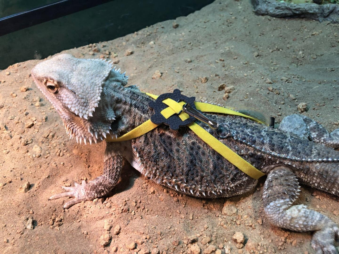 2 Pack Adjustable Reptile Harness and Leash for Lizard Gecko Bearded