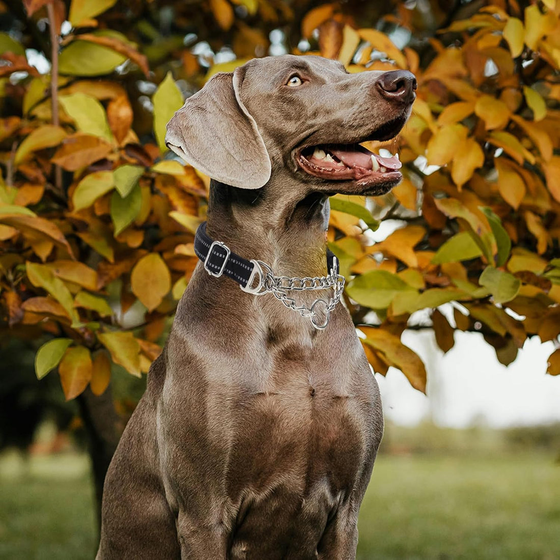 Martingale Collar for Dogs with Chain,Heavy Duty Dog Collar