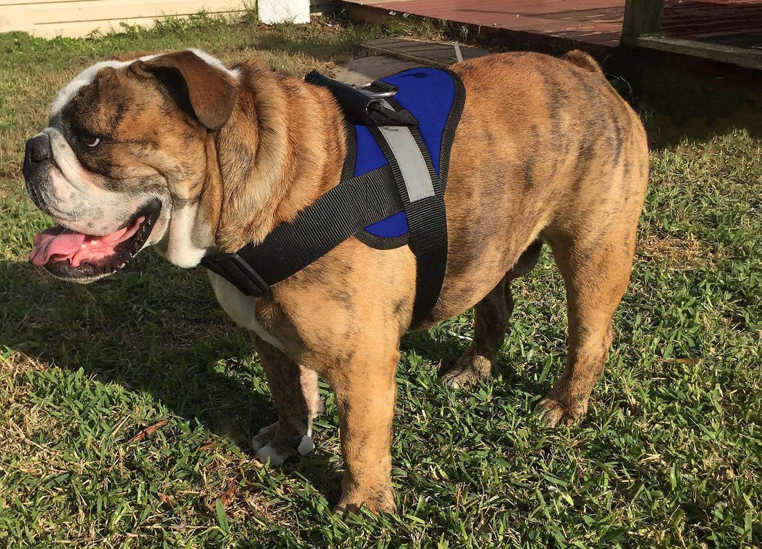 HDP Big Dog Soft No Pull Harness Size:Large Color:Black