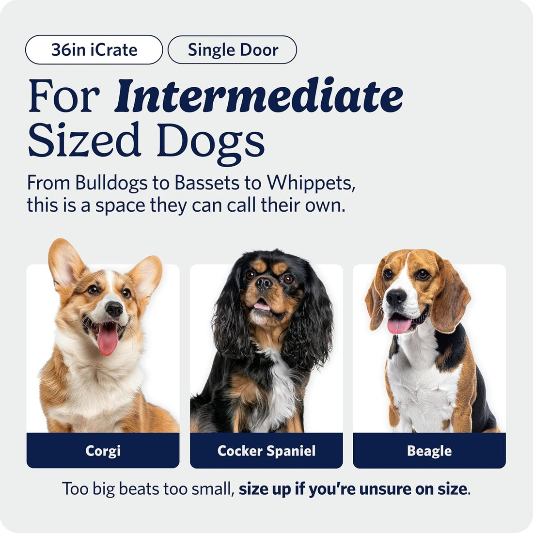 MidWest Homes for Pets 36-Inch iCrate for Medium-Large Breeds