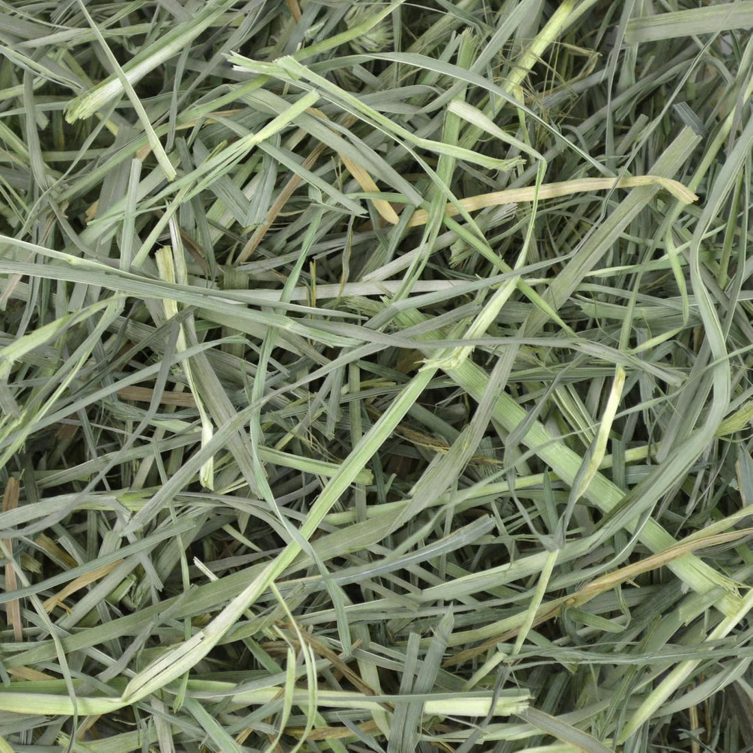 Oxbow Orchard Hay, Rabbit & Guinea Pig Hay, Hand-Sorted, De-Dusted