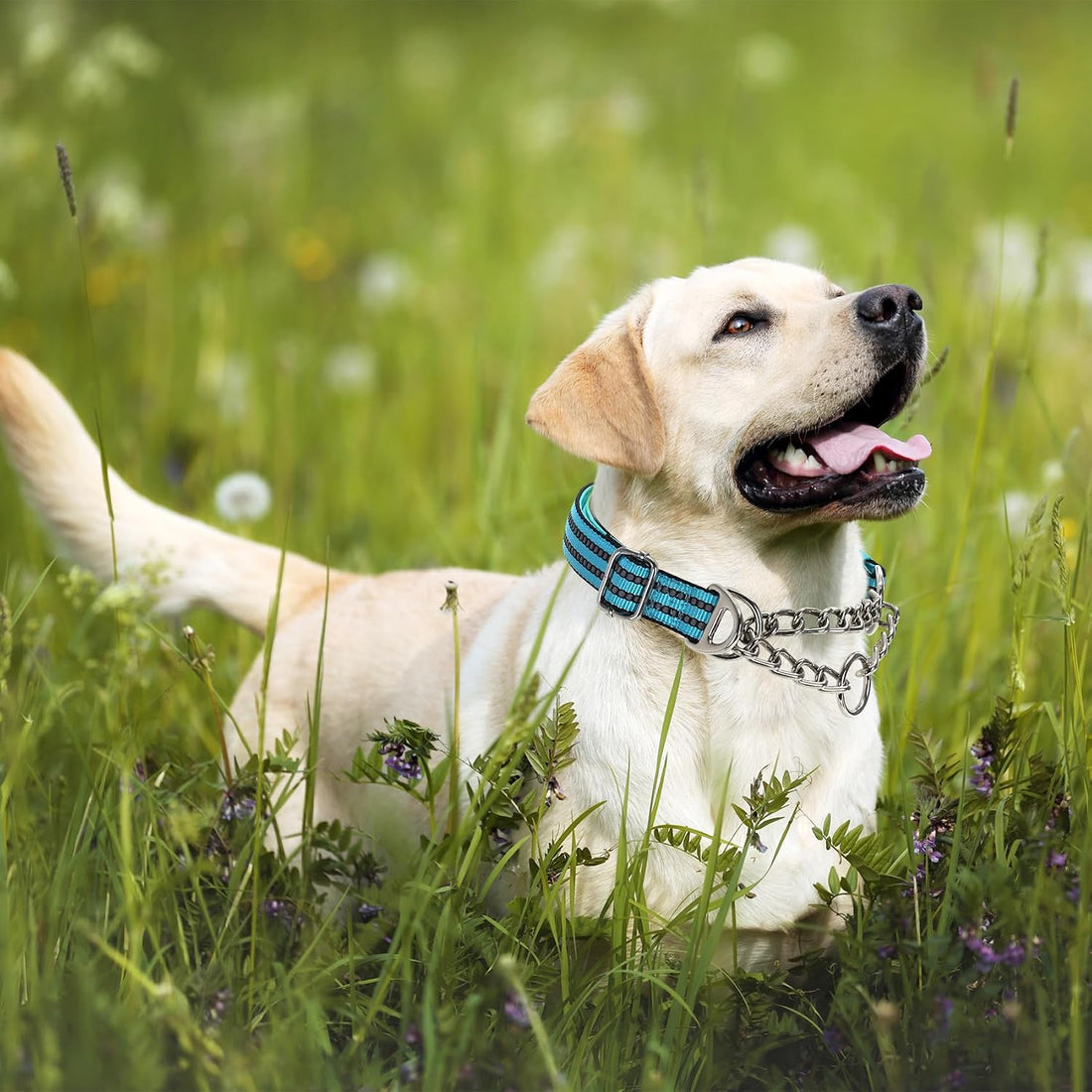 Chain Martingale Collar for Dogs, Dog Training Choker Collar-Bule L