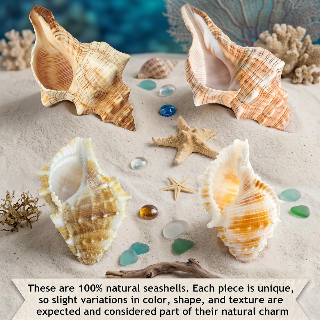 Finalery 8PCS Hermit Crab Shells,Medium & Large Natural Conch Shells