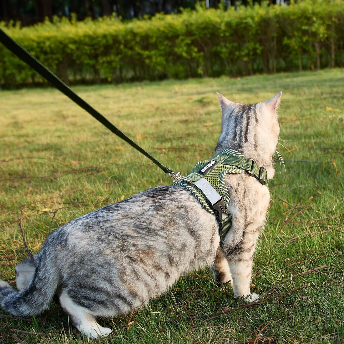 pangdi Cat Harness and Leash Escape Proof Extra Large Kitten Harness