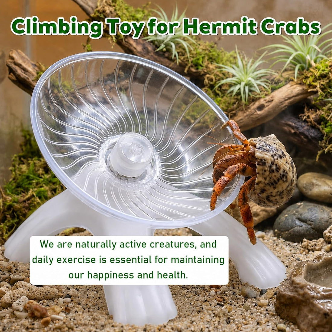 Hermit Crab Wheel Silent Running Exercise Wheel