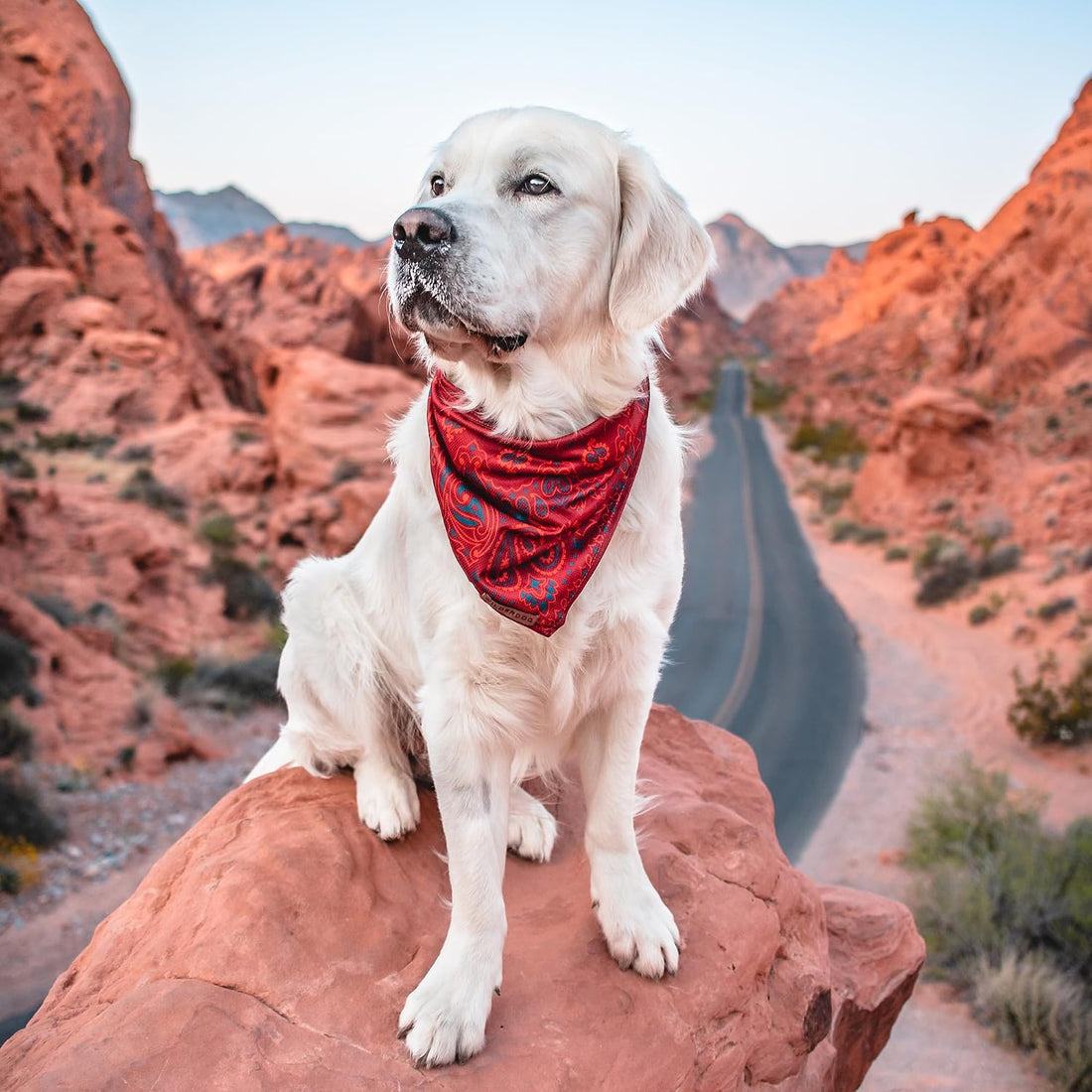 Wilderdog Dog Bandana with Lightweight Quick Drying Poly-Blend Mesh