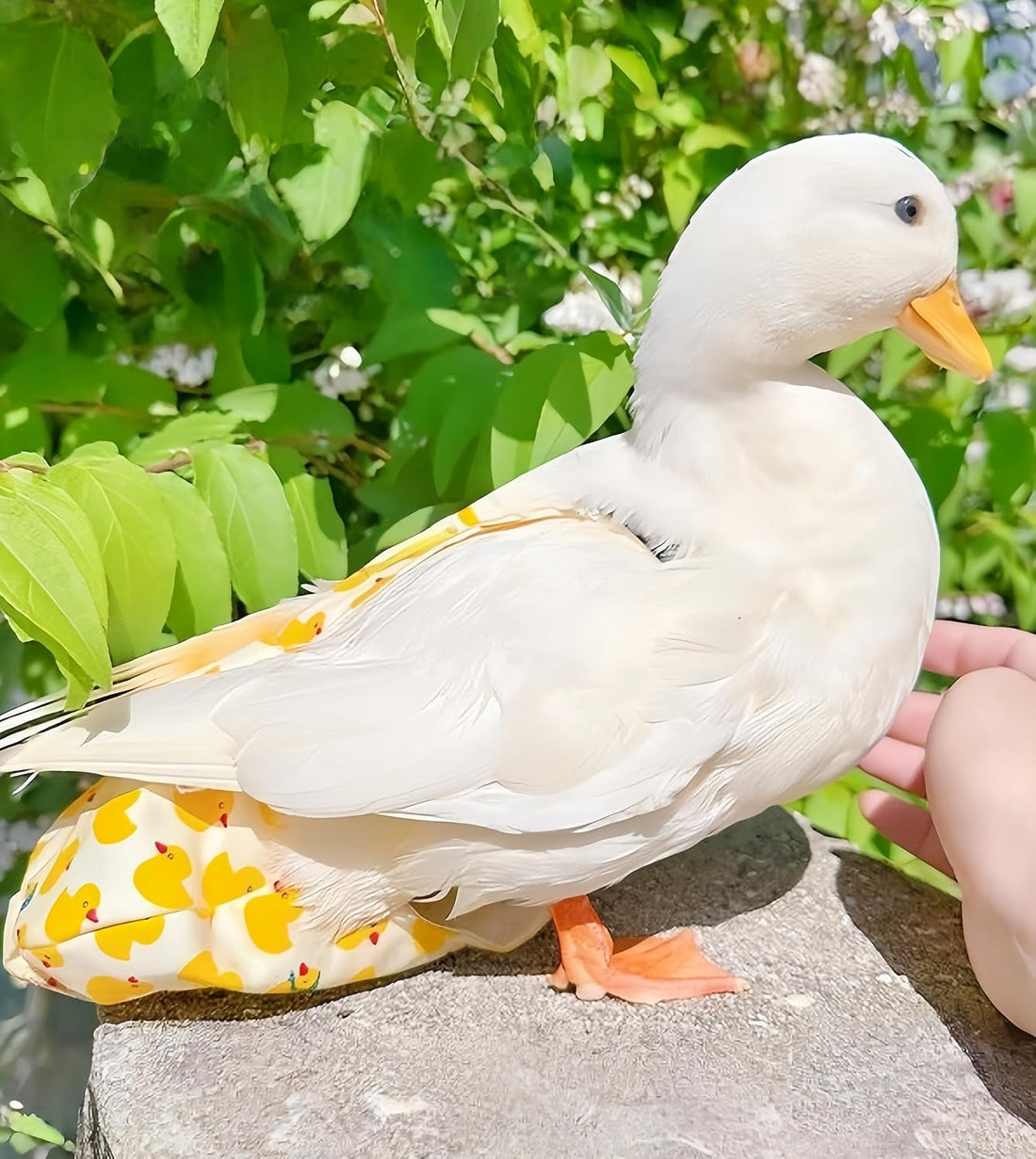 2 Pack Chicken Diapers for Hens, Roosters, Diapers for Ducks