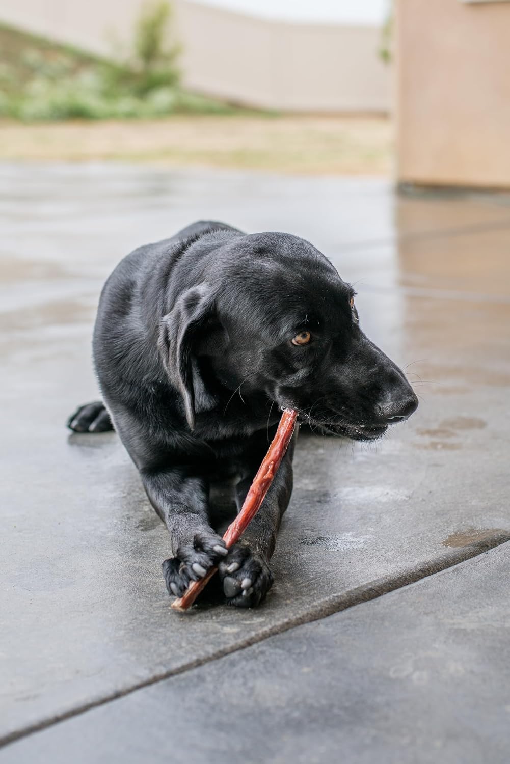 GigaBite Beef Esophagus Dog Treats - Natural Gullet Sticks for Dogs