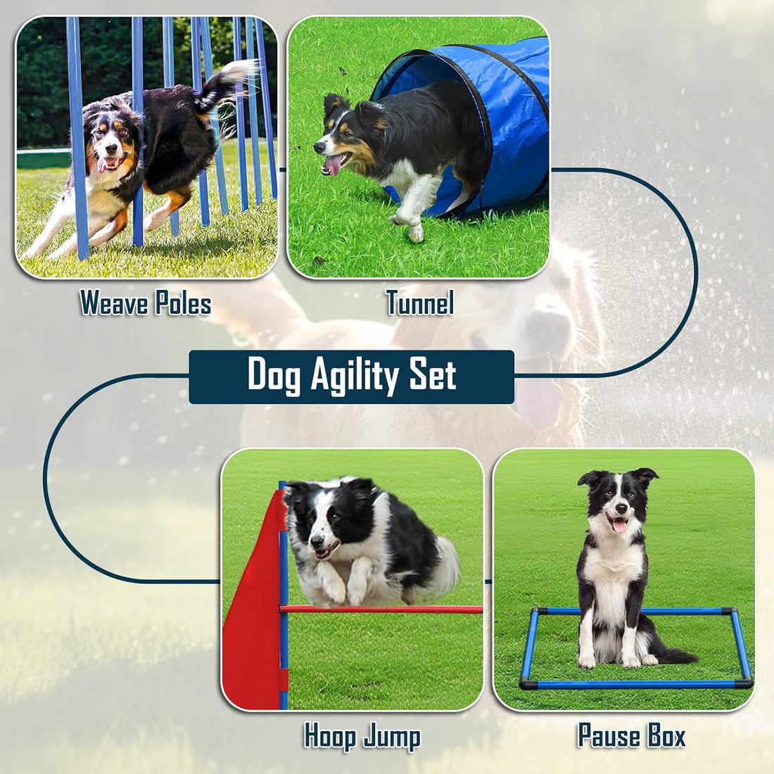Dog Agility Training Equipment
