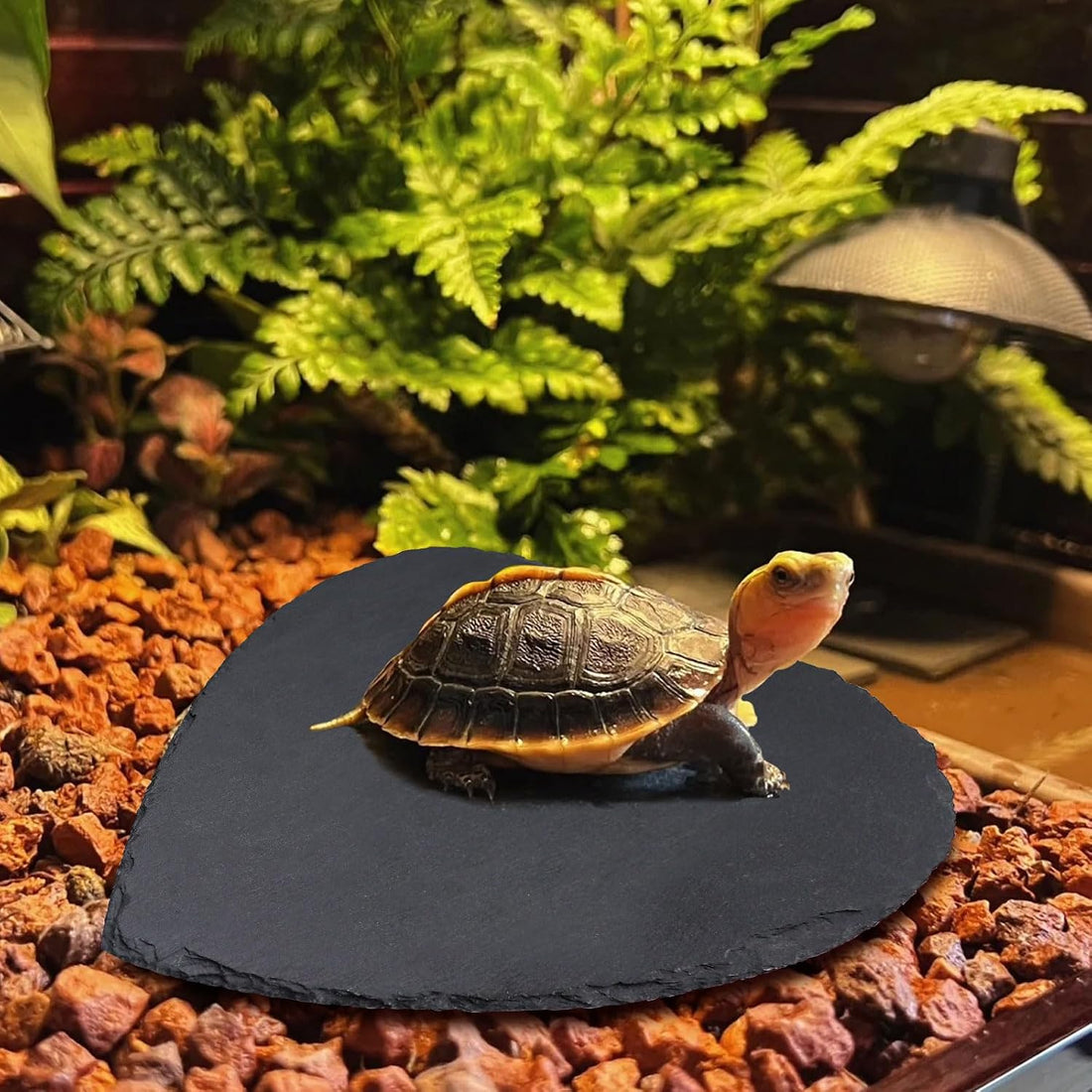 Reptile Basking Platform, 7.9 × 7.9 inch Tortoise Rock Plate