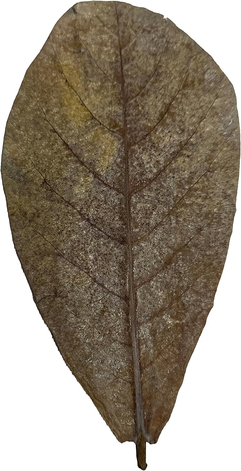 Awesome Aquatic Aquarium Catappa Indian Almond Leaves, 10 Count