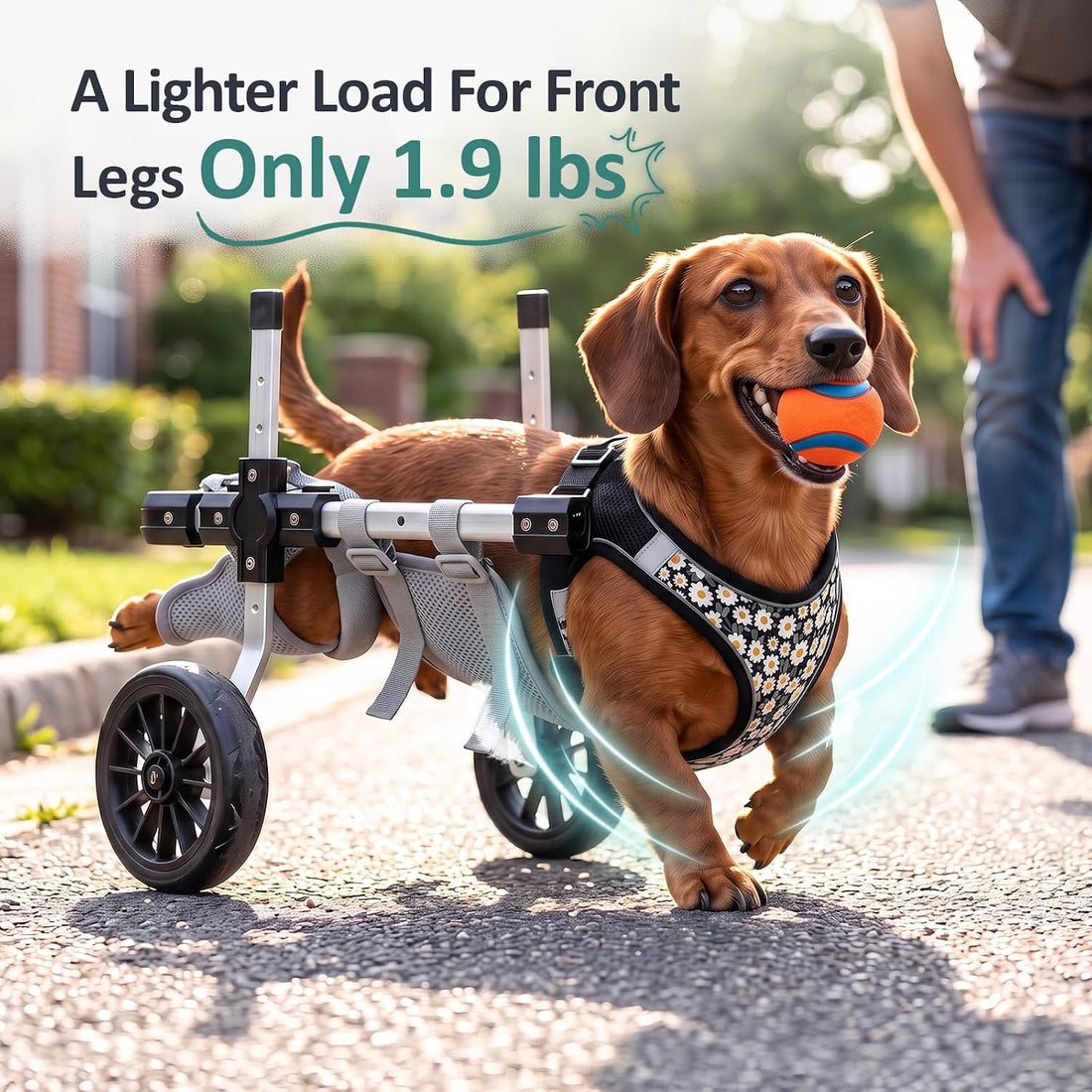 Small Dog Wheelchair for Back Legs, Adjustable Mobility Aids