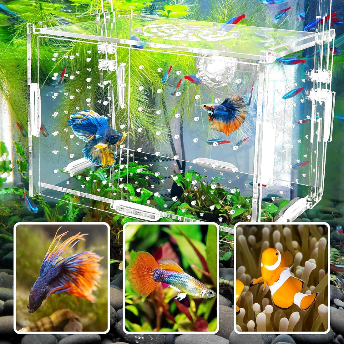Hamiledyi Acrylic Breeding Isolation Box