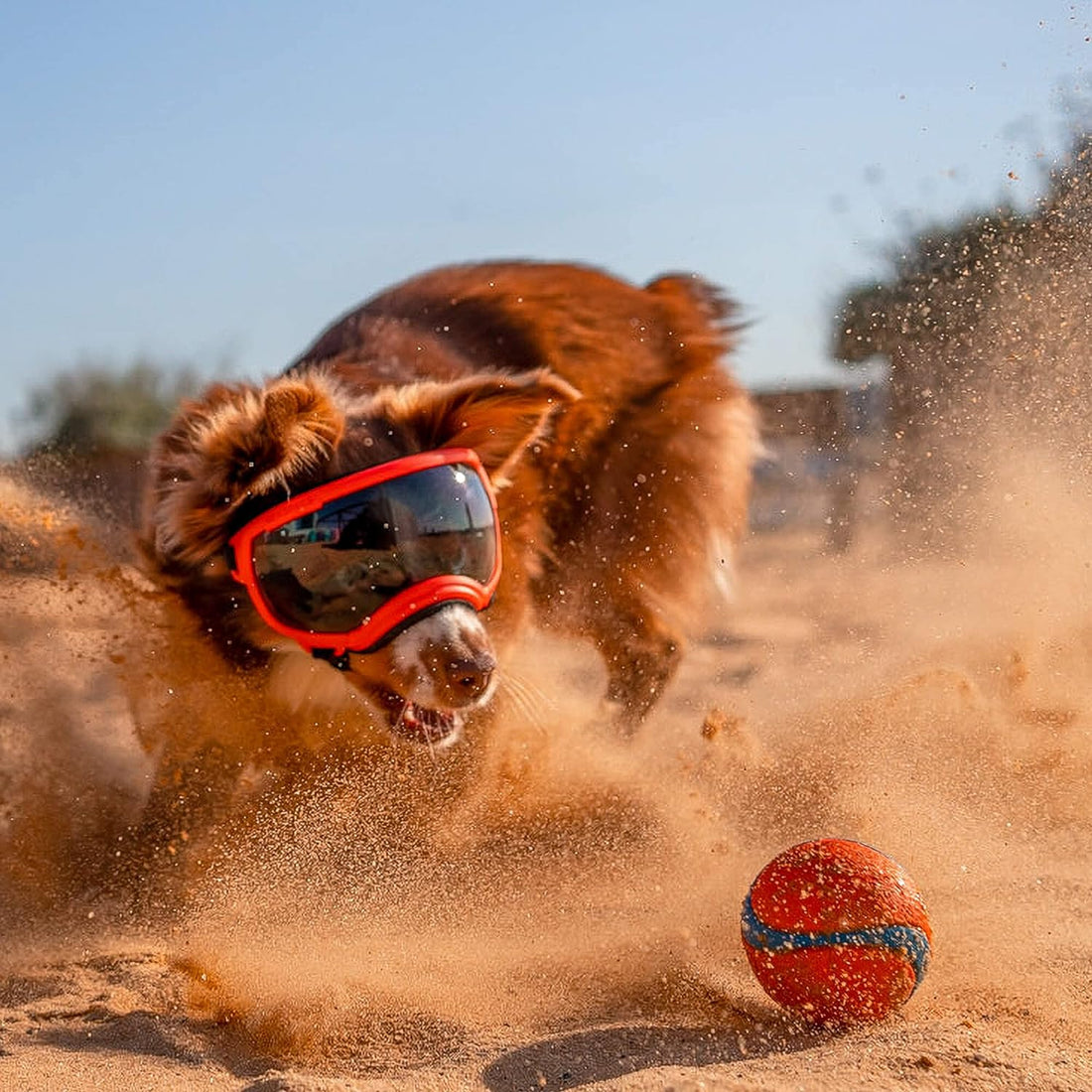 Rex Specs V2 Dog Goggles (Small, Black)