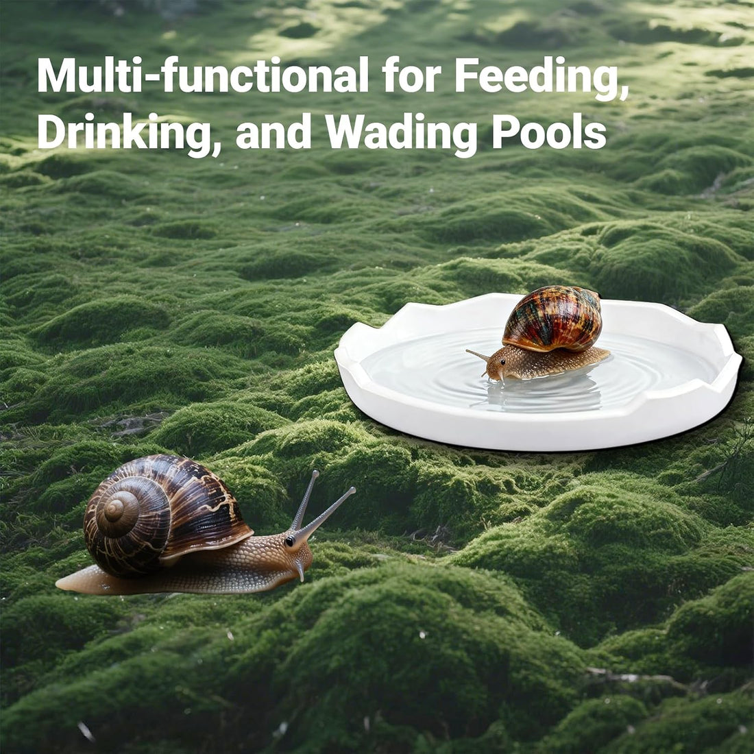 2 Pack Snail Water and Food Bowl,atural Design Food Bowl for Pet