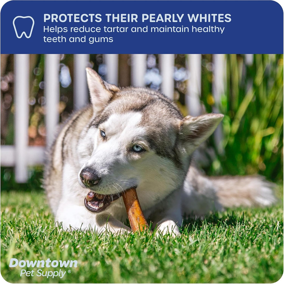 Downtown Pet Supply Jumbo Bully Sticks for Dogs - Natural Beef Chews