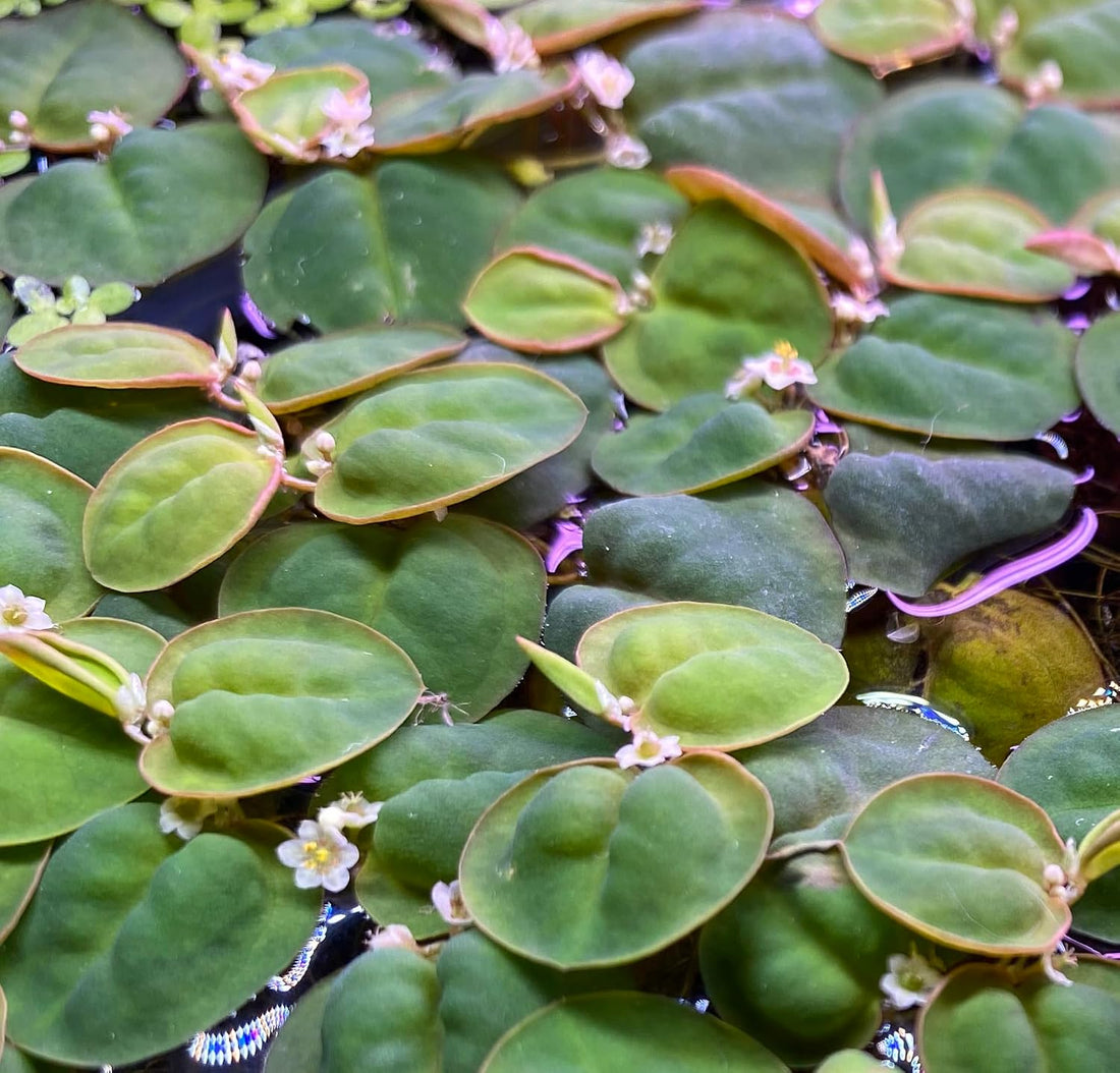Awesome Aquatic 10+ Live Red Root Floater Plants Phyllanthus fluitans