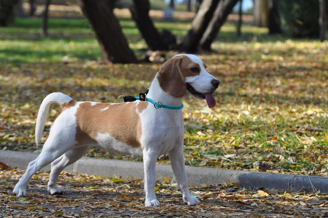 Braided Round Martingale Dog Collar