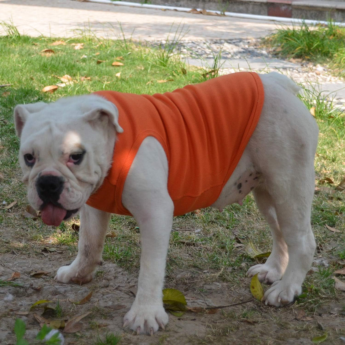 Lovelonglong 2019 Summer Pet Clothing
