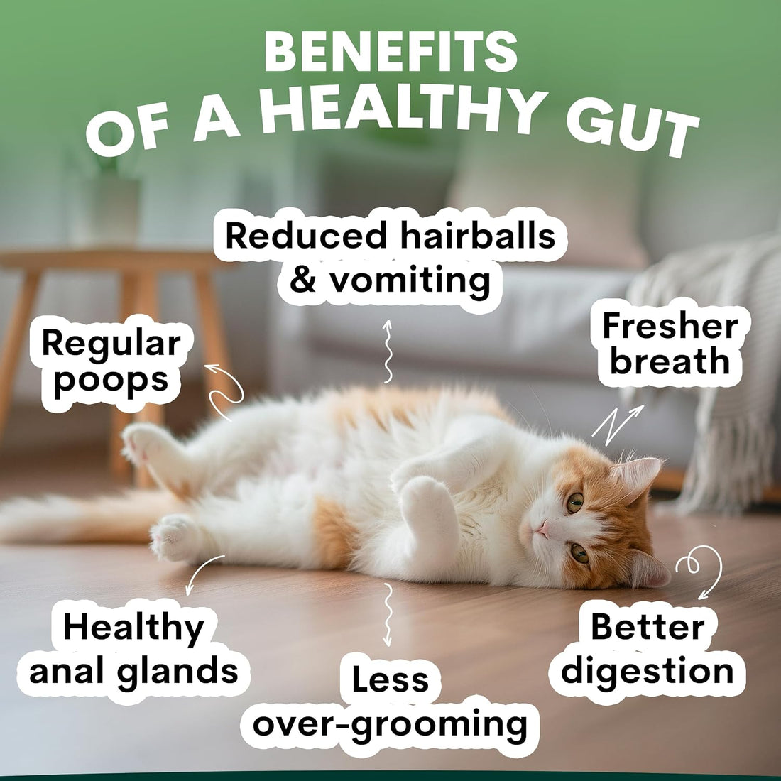 Petz Park Cat Probiotic Powder for Digestive Health