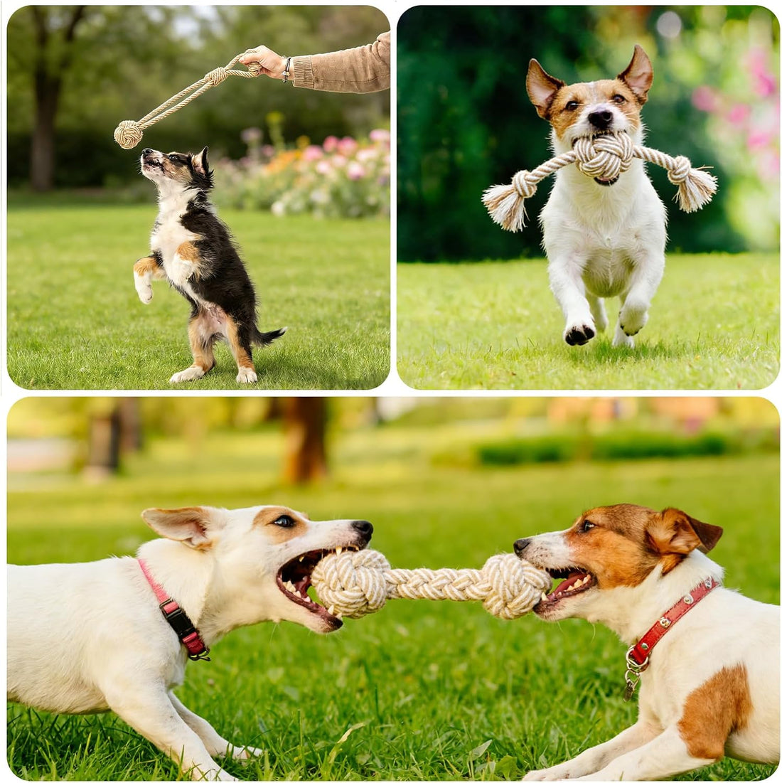 PATTEPOINT Dog Rope Toy for Small Dog 3pcs