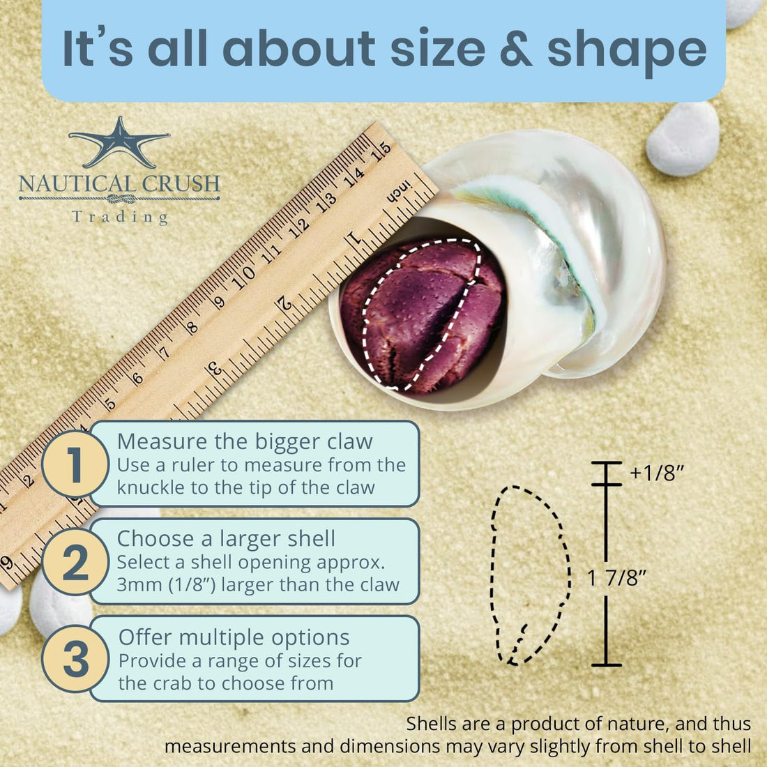 Hermit Crab Shells | Turbo Shells