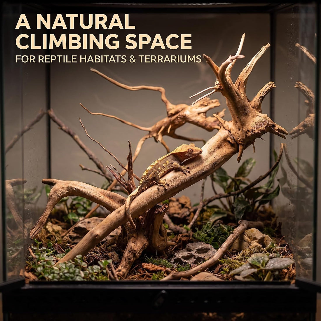 2Pcs Aquarium Driftwood Branches Natural Wood Reptiles Trunk Wood