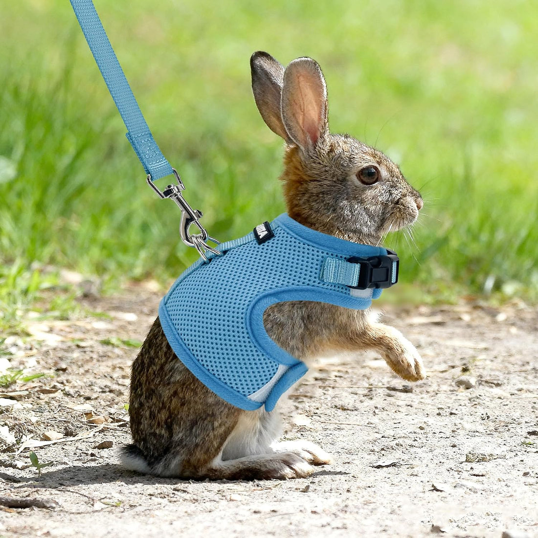 AIITLE Adjustable Rabbit and Leash Set - Lightweight & Portable