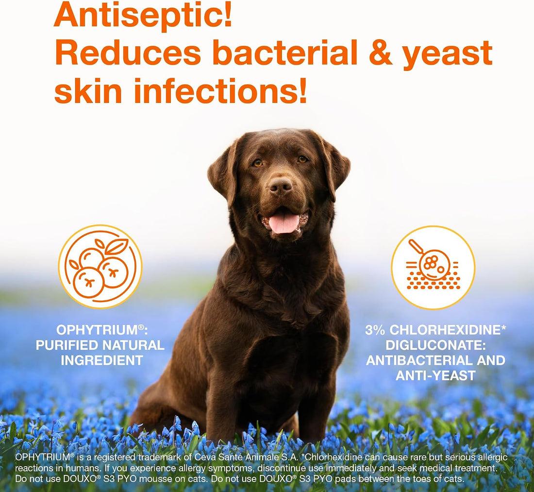 Douxo S3 PYO Chlorhexidine Shampoo & Mousse for Dogs