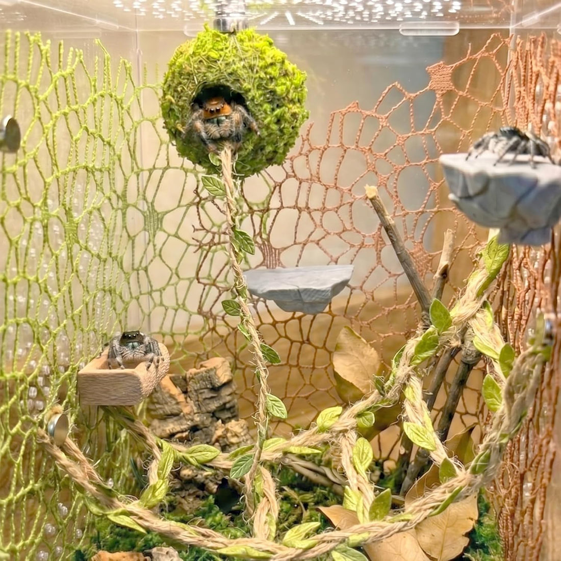 Jumping Spider Enclosure Accessories Kit - Magnetic Moss Ball Hideout