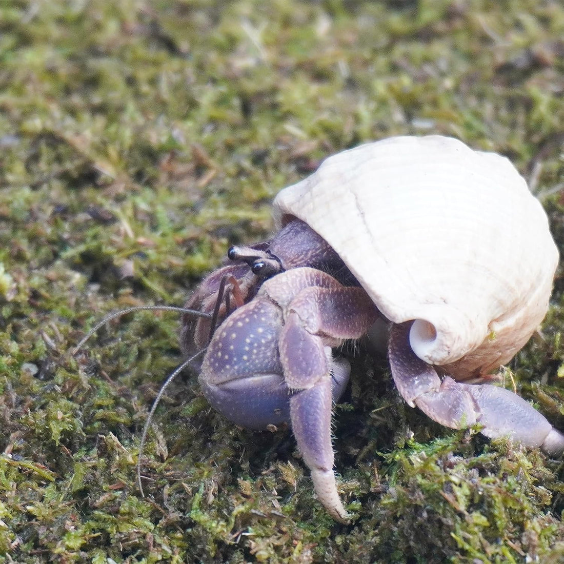 3.5oz Hermit Crabs Substrate