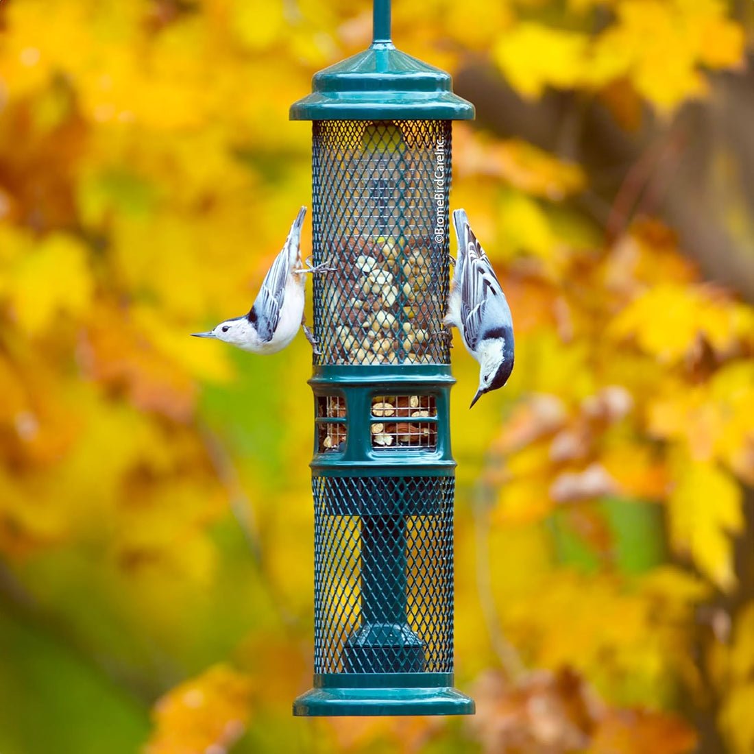 Squirrel Buster Nut Truly Squirrel-Proof Bird Feeder