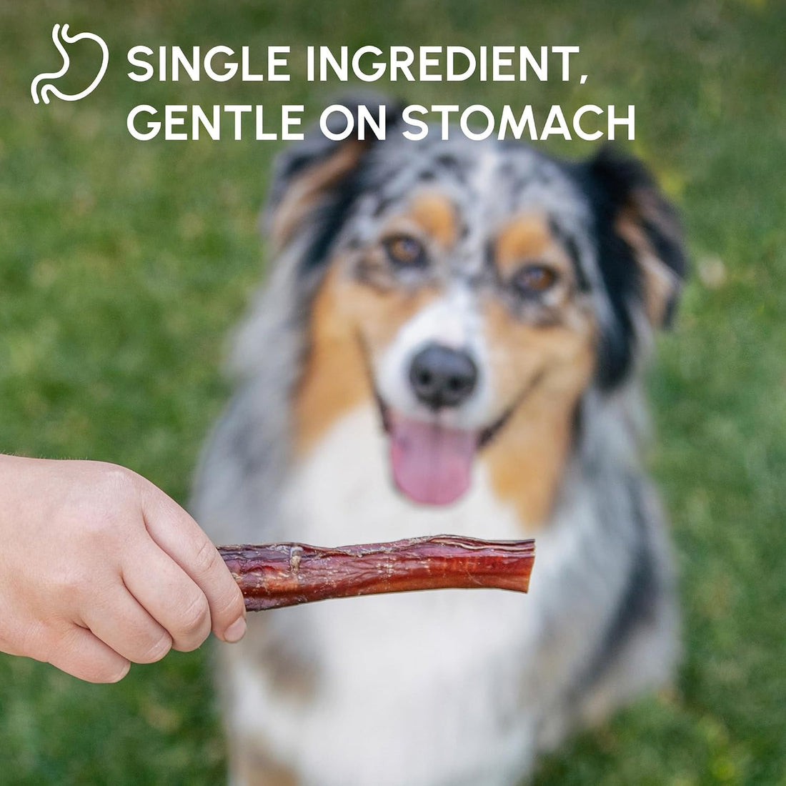 Downtown Pet Supply Bully Sticks for Dogs - Natural 6 Inch Beef Chews