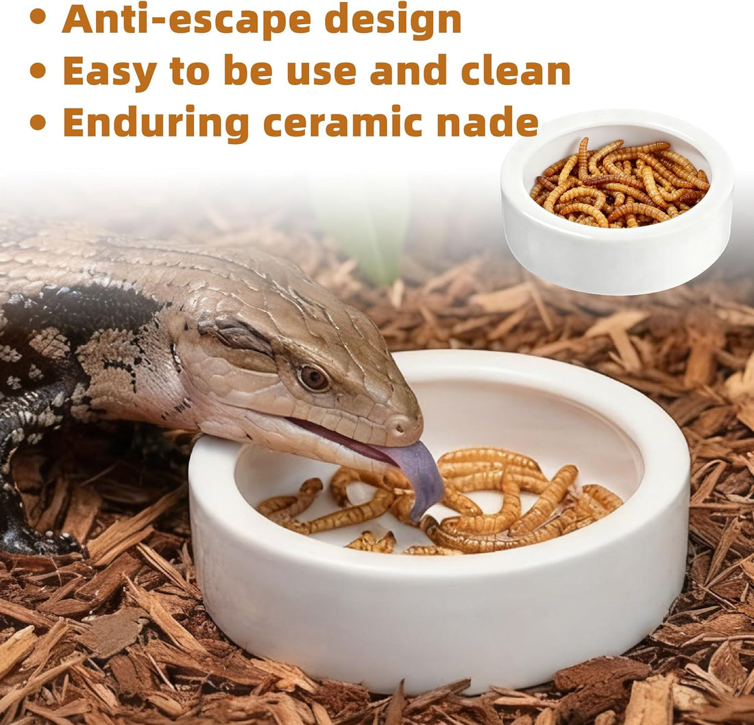 Escape-Proof Reptile Food Dish Bowl