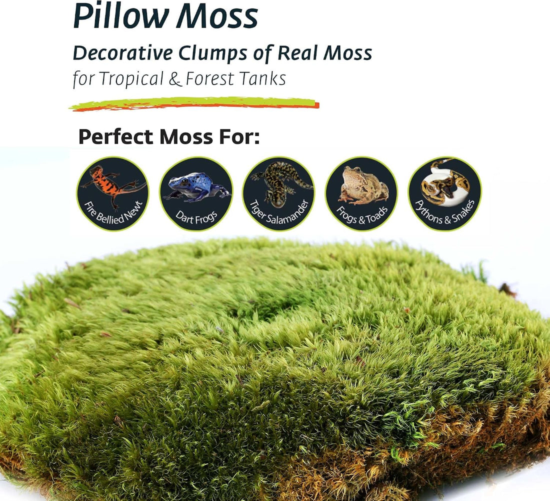 Galápagos (05234) Pillow Moss, Clumps of Real Moss, Natural, 4QT,Green